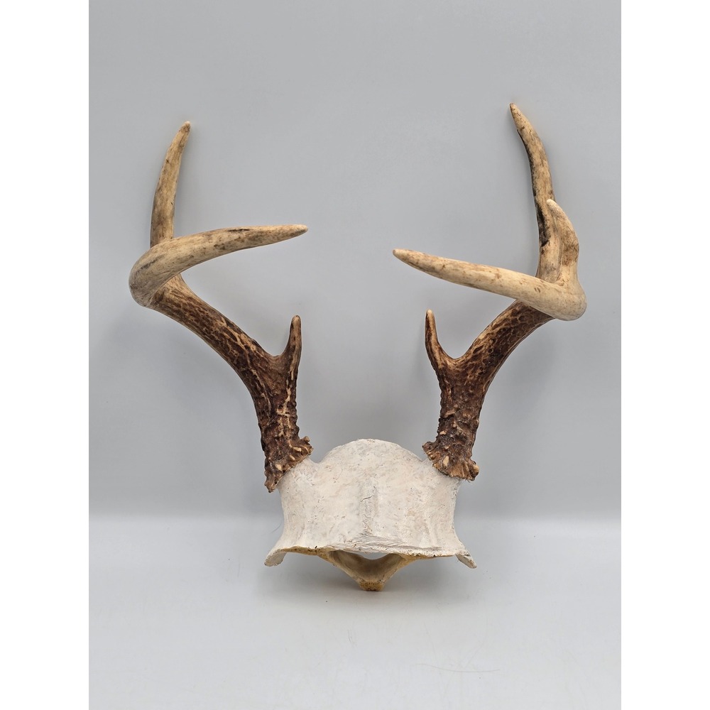 White Tail Deer Antlers Skull Plate 7 Point Brown Good Rustic Decor